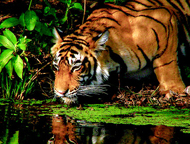 Wildlife India LTC Tour