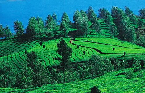 Coorg Tour Packages